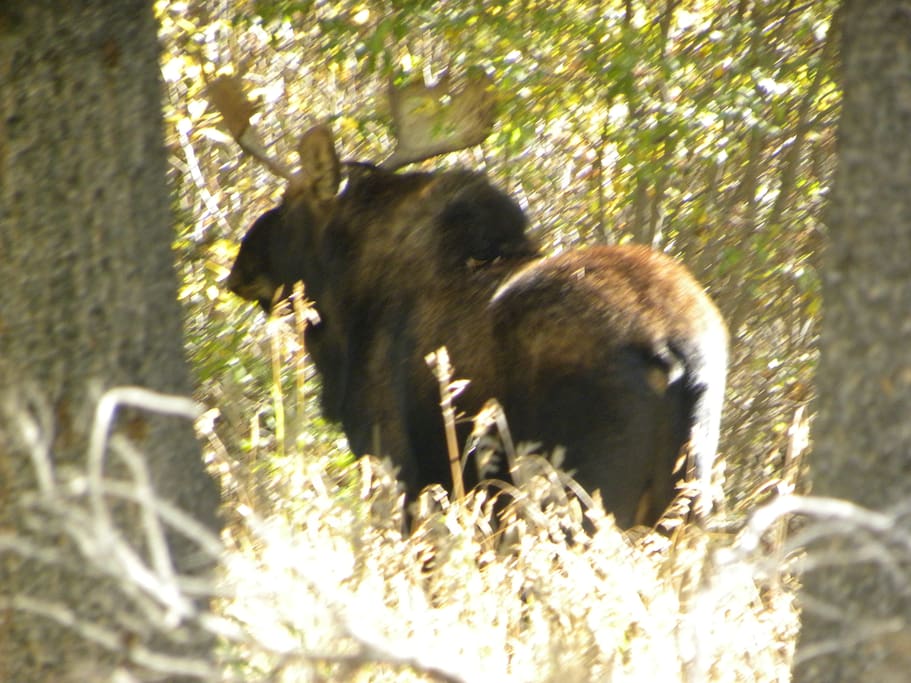 One of the many moose we have seen on our property.