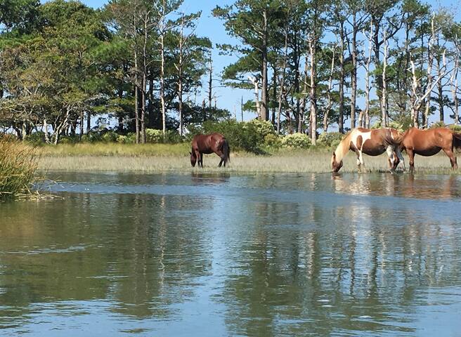 Horseshoe Haven 1 £€