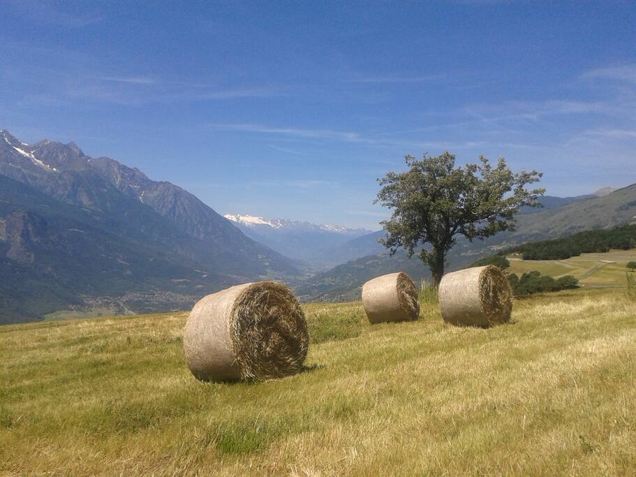 Vista