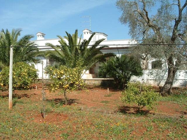 Villa Serena piscina tra ulivi,6 km dalla spiaggia gallery image 2