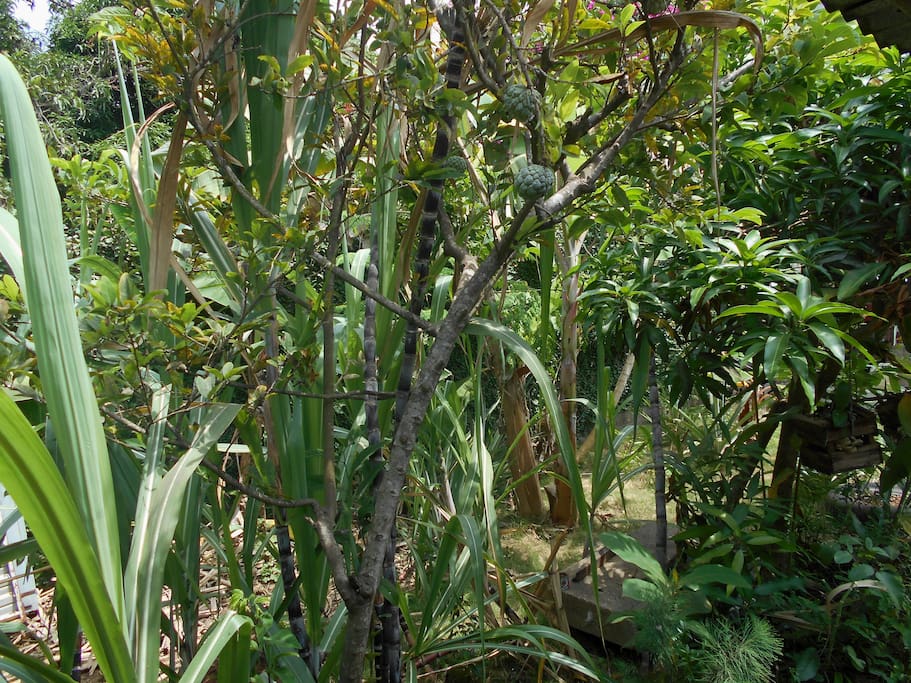 Une partie comestible (canne à sucre, pomme cannelle, moringa, etc.) du jardin.