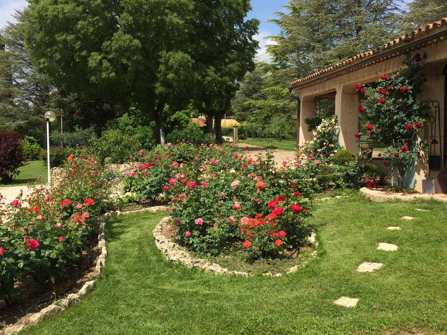 Les rosiers au printemps