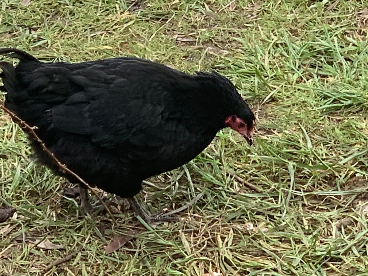 A black chicken is seen foraging on a grassy area, displaying its distinct features such as a red comb and wattles. The surrounding environment includes patches of green grass, providing a natural setting for the free-ranging chicken.