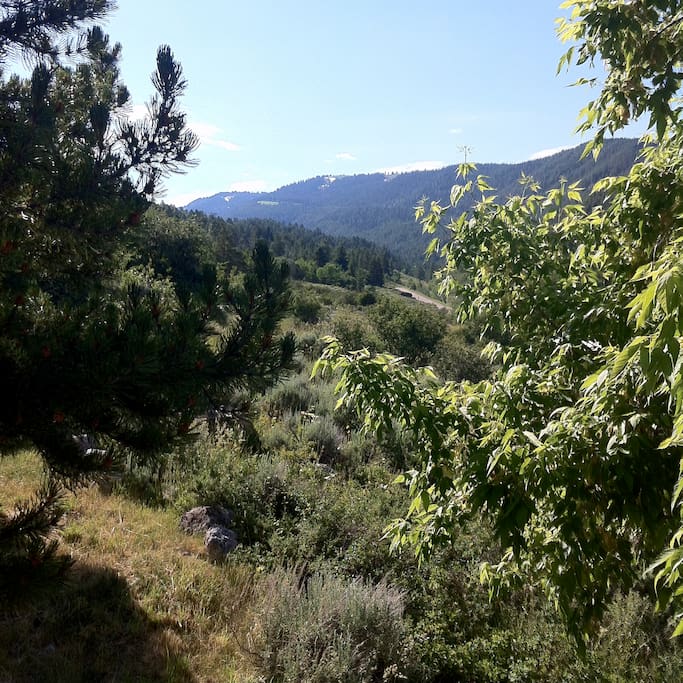 View up Fox Creek Canyon from the deck