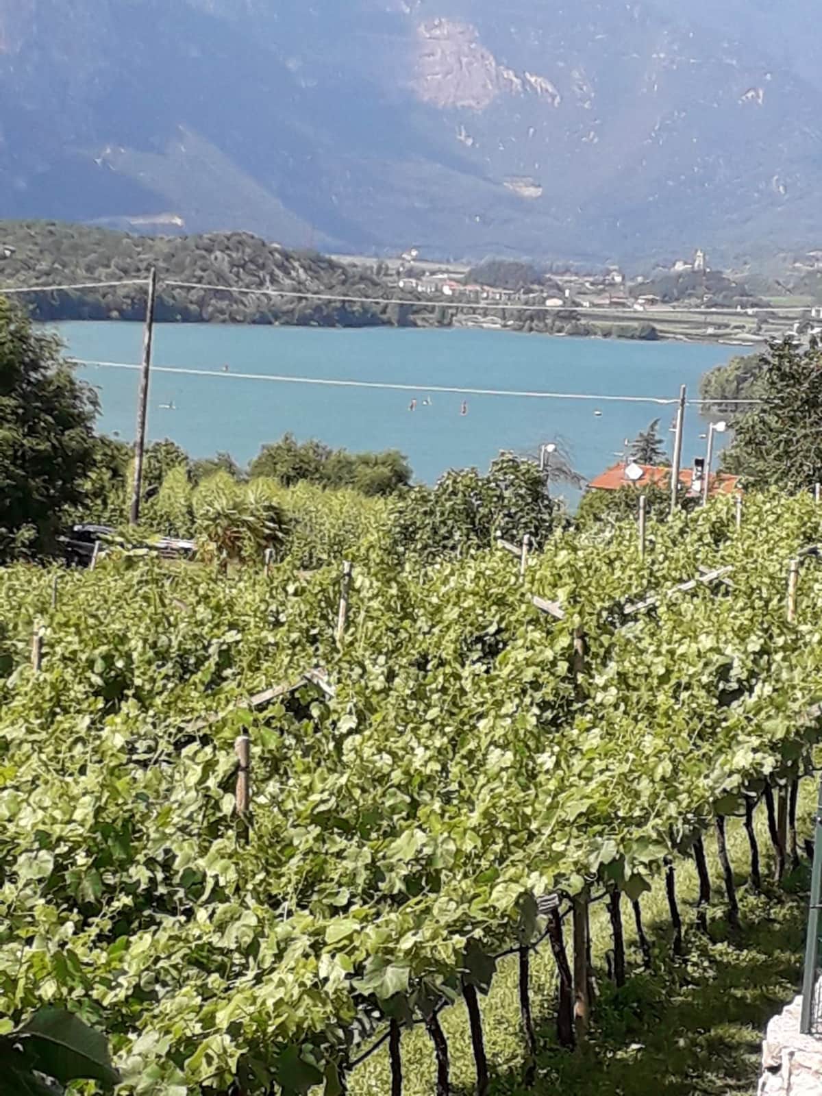 Lush vineyards stretch across rolling terrain, leading towards a serene lake in the distance. The water's surface reflects the surrounding mountains, creating a harmonious natural landscape. Various shades of green from the vines contrast with the blue of the lake.