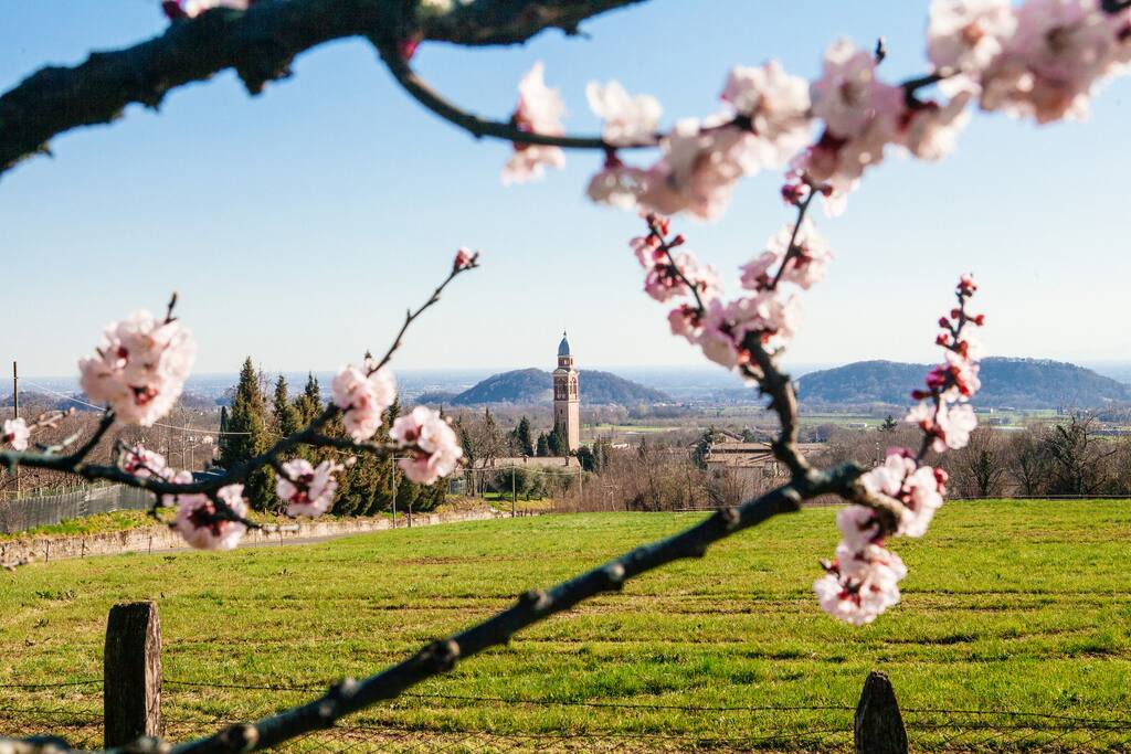 Dettaglio del giardino
