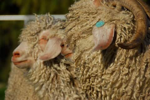 Wine Country Sheep Farm Hay Barn Cottage