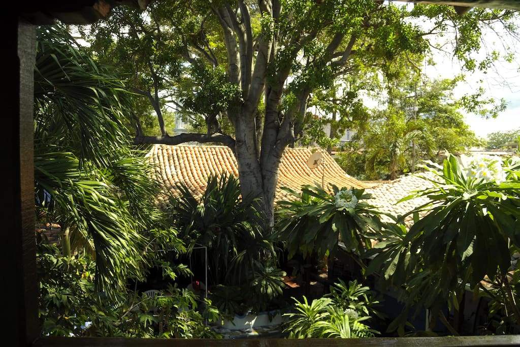 le jardin tropical