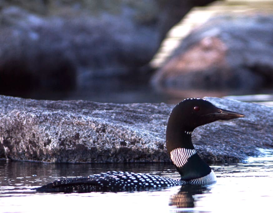 Loon