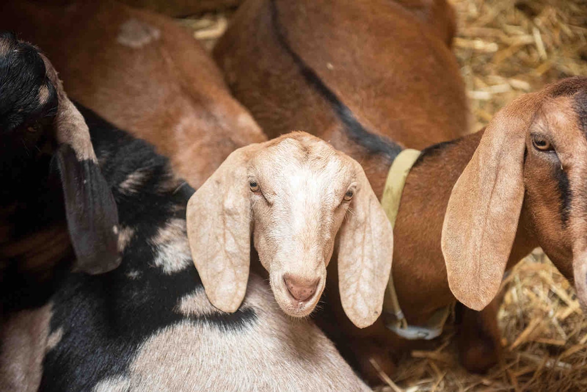 A group of goats rests closely together on a bed of straw. The image highlights a goat with distinctive large ears and a smooth coat, displaying shades of brown and white. The surrounding goats are partially visible, providing a sense of community among them.