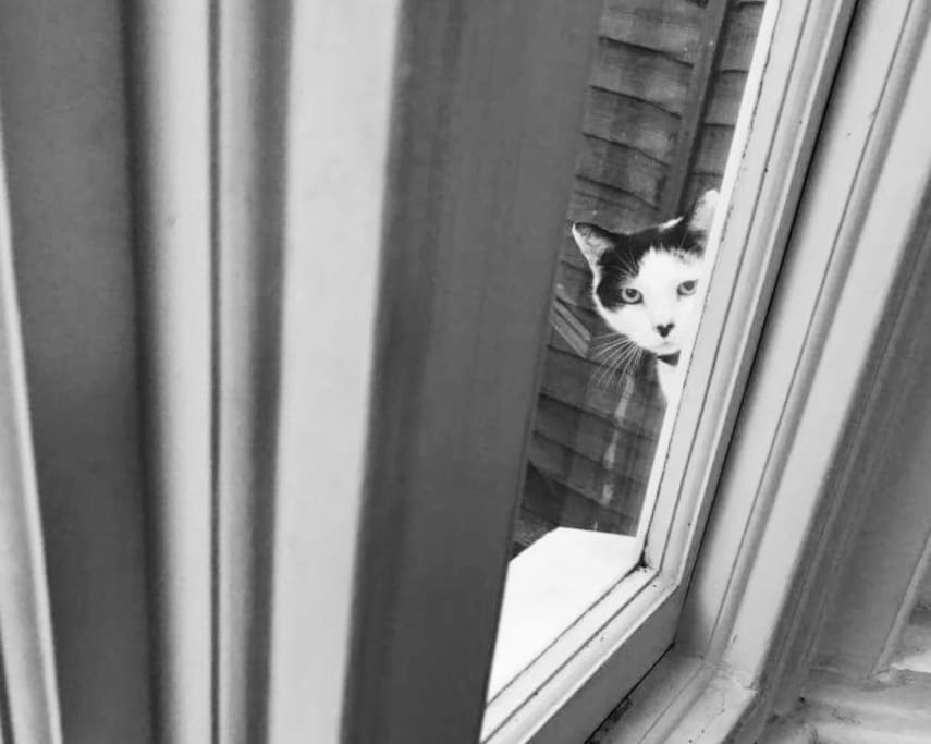 Curious cat