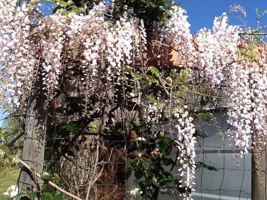 magical wisteria walkway