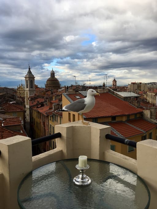A friendly seagull atop my big circular terrace overlooking the rooftops of Old Nice!