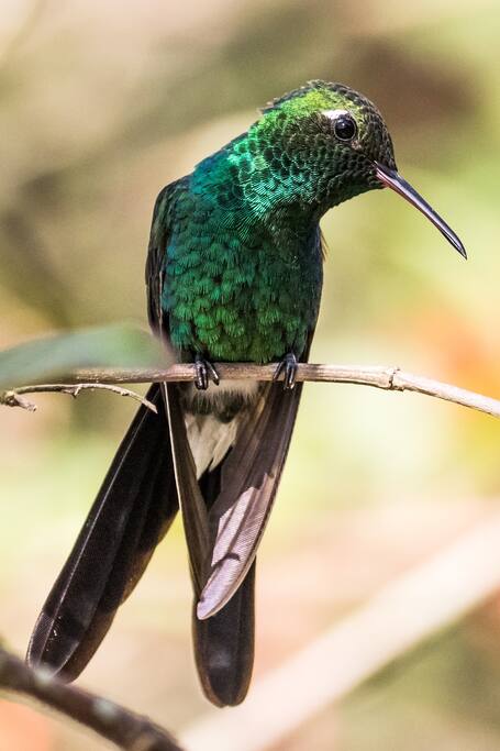 Kolibri