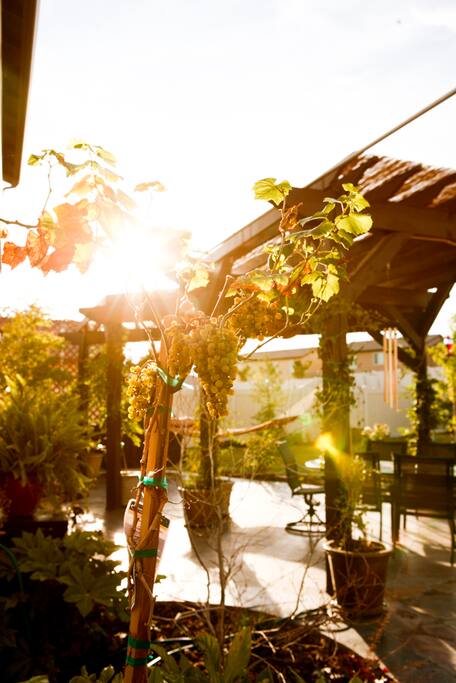 Our beautiful Italian-style patio and yard is accessible to all of our guests at both adjacent properties. It's a shared space to wine, dine, meet others, and is available for private parties and events, too!