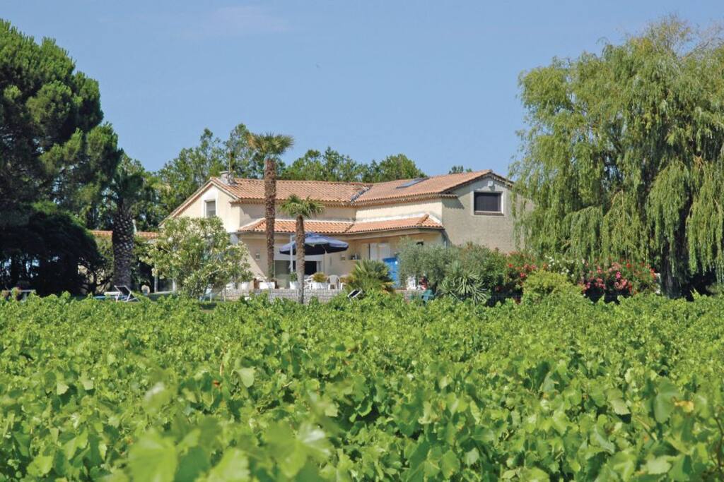 Vue des vignes entourant la maison