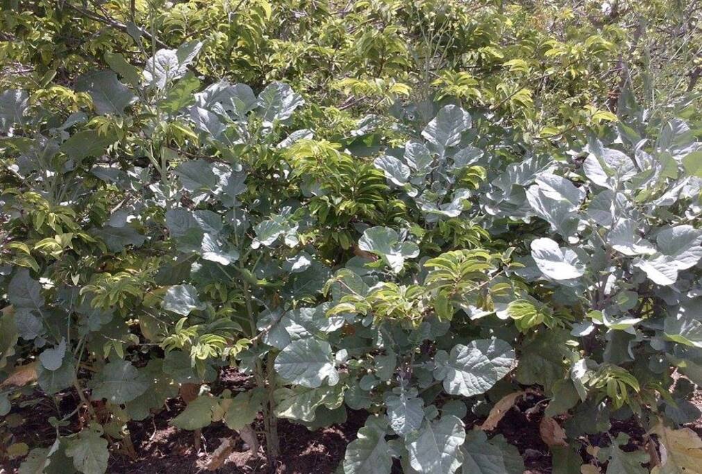 Market Garden