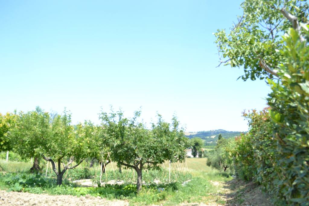 L'orto per le verdure