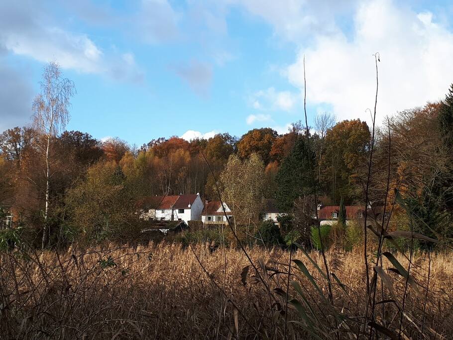 Roselière - Natura 2000