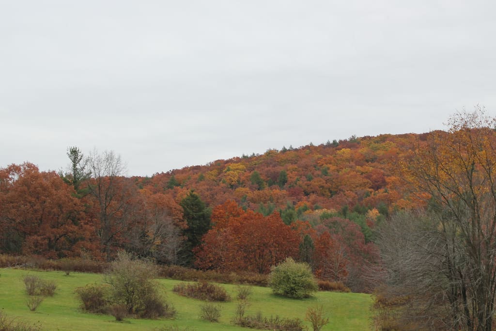 Another view of the back yard in fall