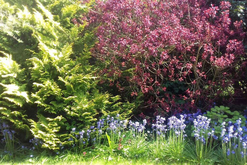 Mature lawn and garden to enjoy