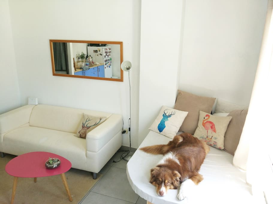 The living room, with comfortable sofa and an upholstered seating area by the window. Dog not included :)