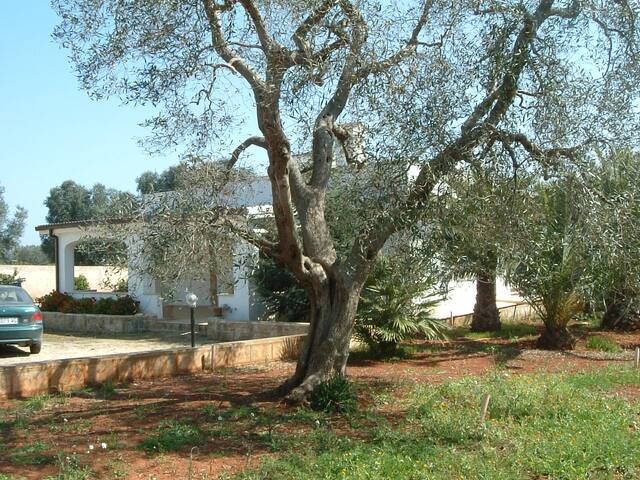 Villa Serena piscina tra ulivi,6 km dalla spiaggia gallery image 3