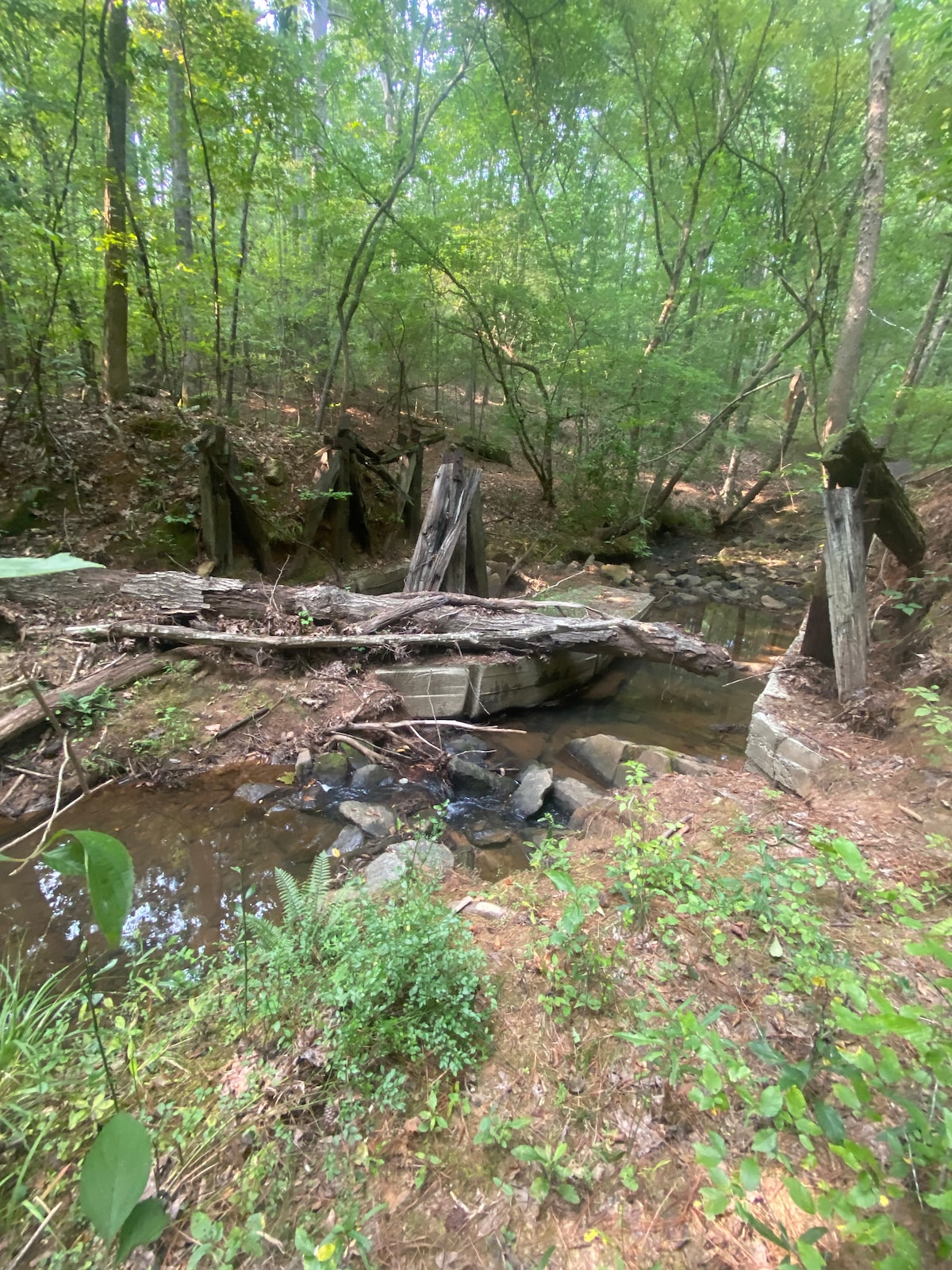 A serene landscape features a small creek running through a wooded area, bordered by various trees and foliage. Remnants of a weathered wooden structure can be seen along the creek's edge, partially submerged among rocks and greenery, indicating a peaceful, natural setting.