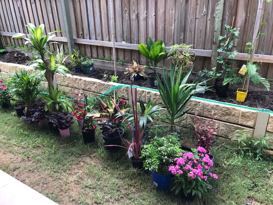 backyard garden