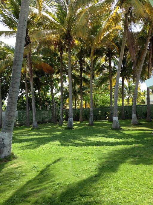 Gran jardín, con muchas palmeras altísimas, cargadas de cocos para beber.
