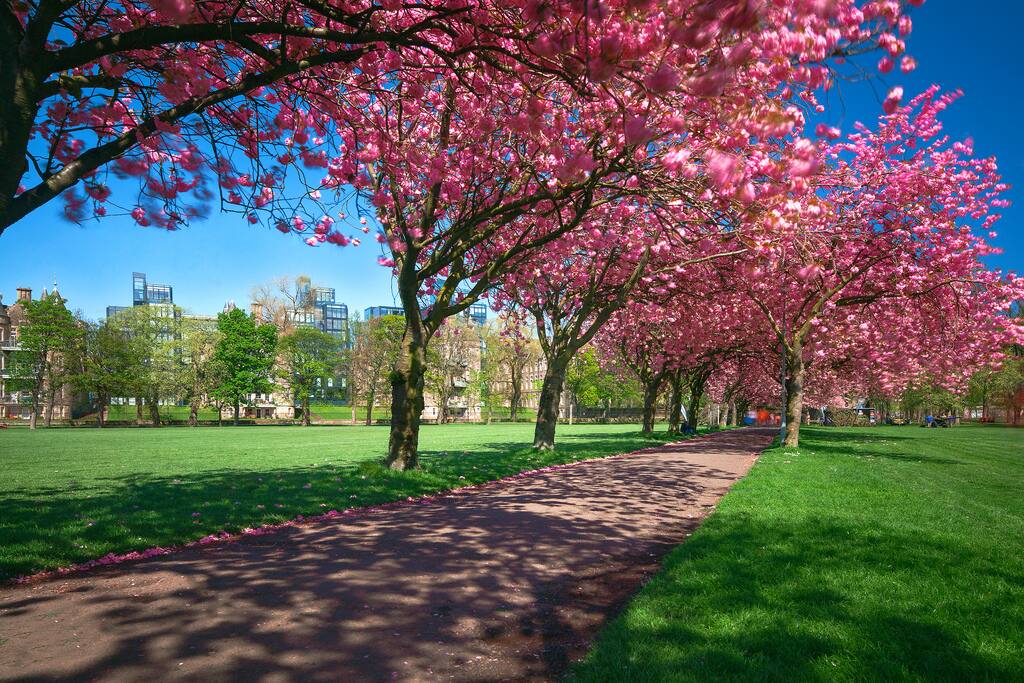 The Meadows