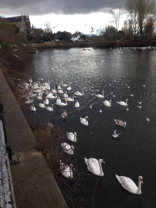 Short walk to the swan sanctuary.