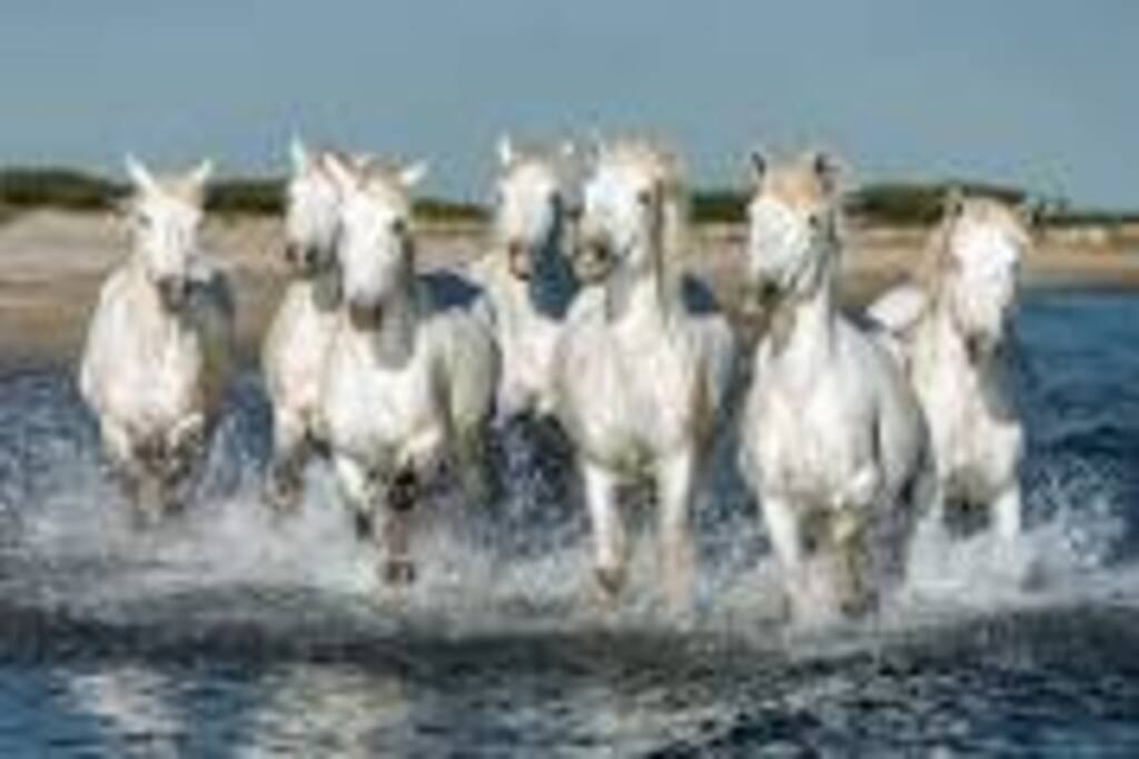le cheval Camargue