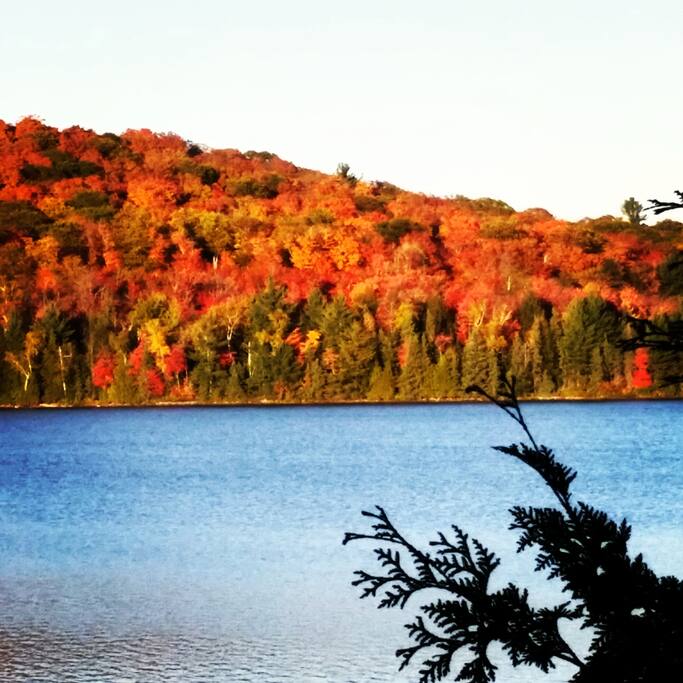 Fall Leaves