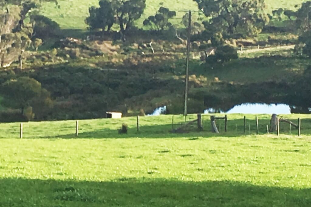 Looking at the gorgeous damn on the property (which has Yabbies!)