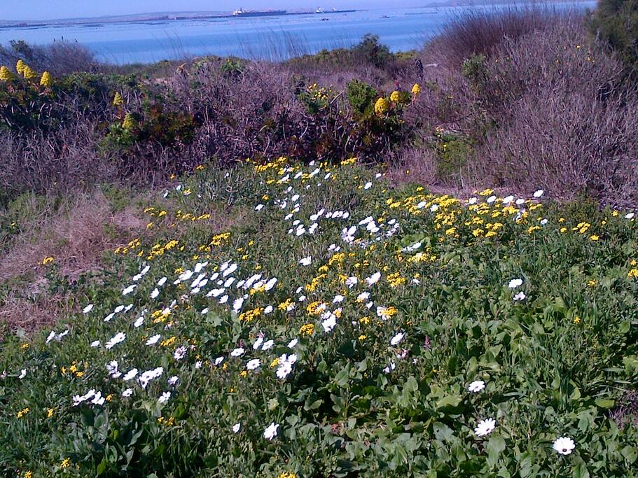 View from Lounge during flower season