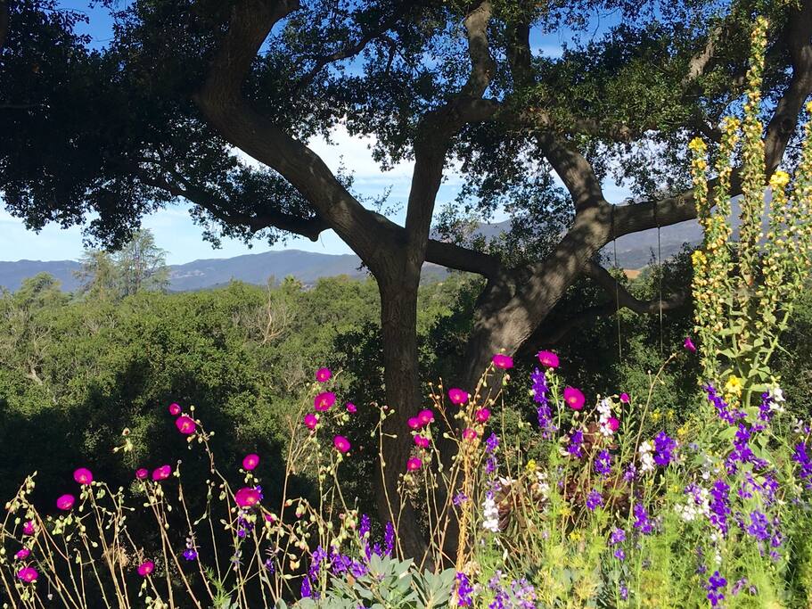 First glance of the Majestic View across sea of Live Oaks