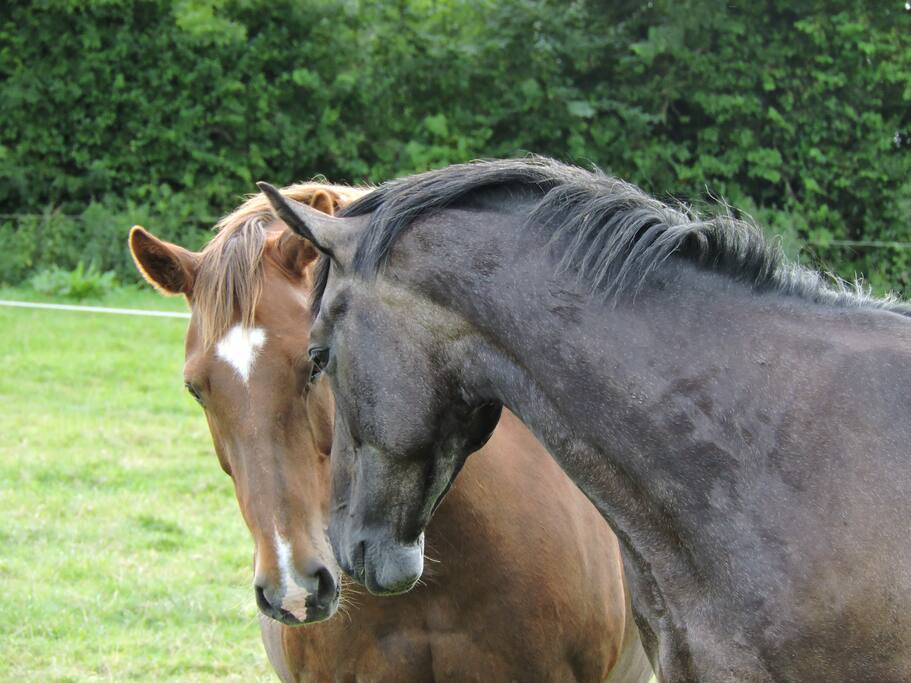 Complete with horses at New Thatch Farm