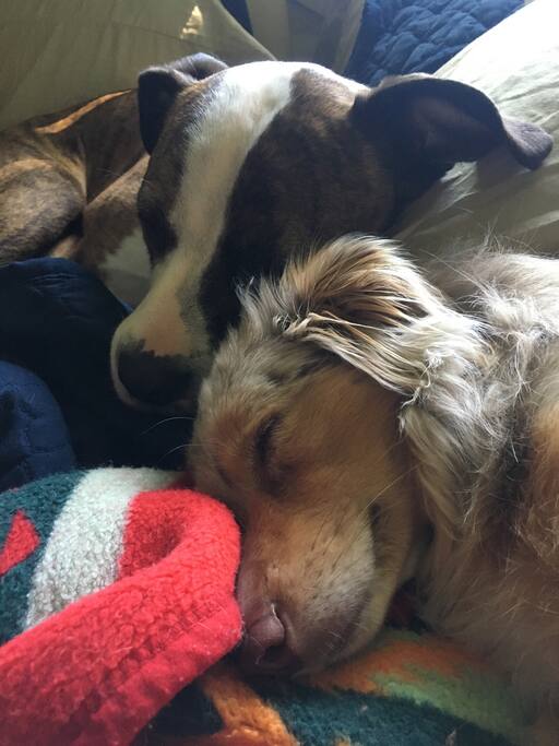This is Watson 7year old bitbull and Tiny Dancer 11 months.