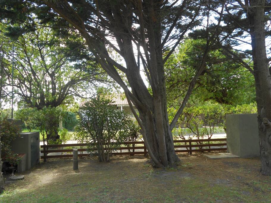 Vista del jardín con arboleda frondosa.