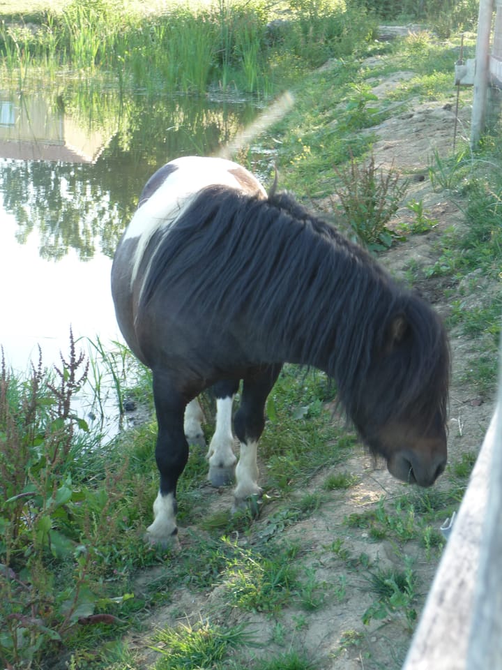 Gite in the municipality of Puy du Fou