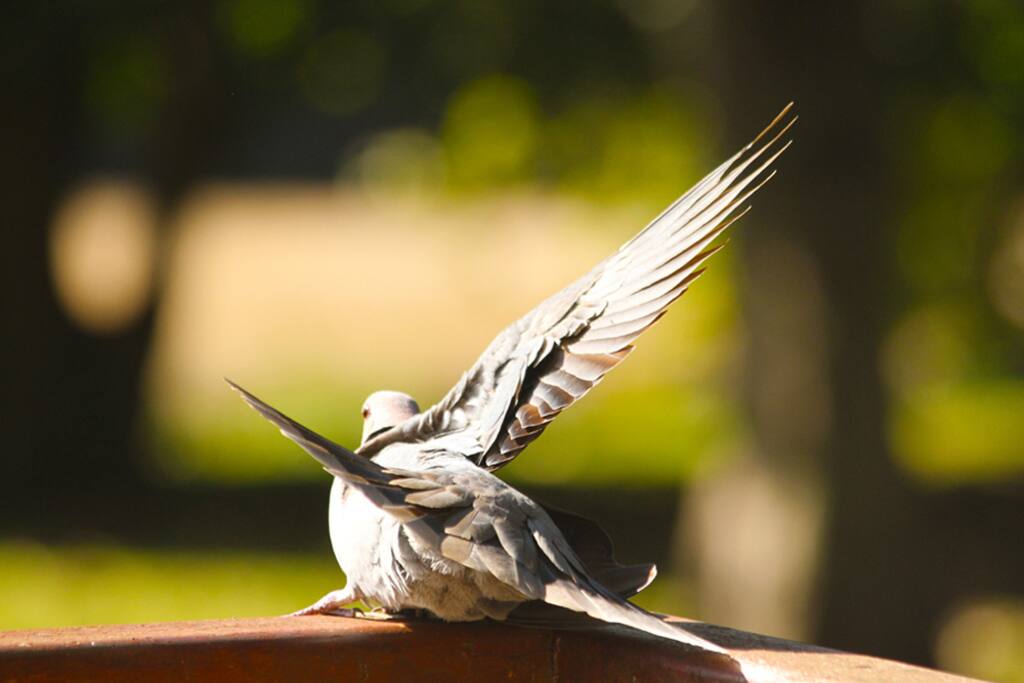 Birds ...