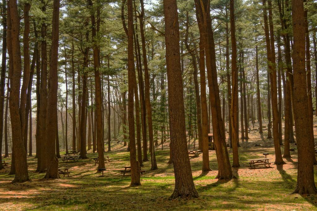 Campground forest