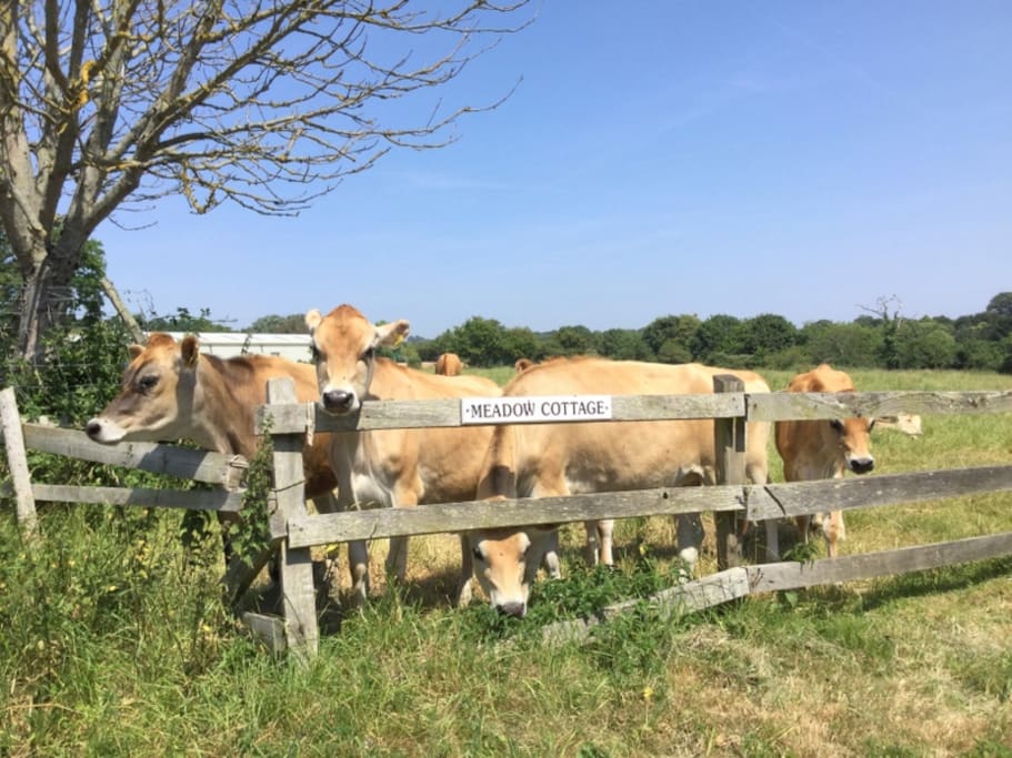 The Jersey Girls often graze the fields around Meadow Cottage