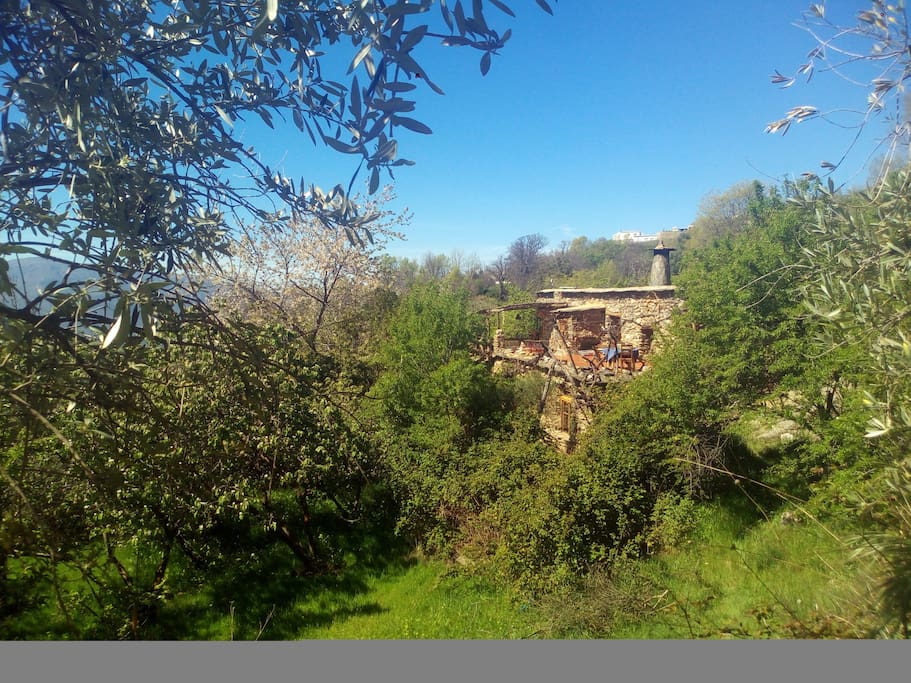 Las dos hectáreas de terreno se encuentra aterrazada, como es tradicional en la zona.