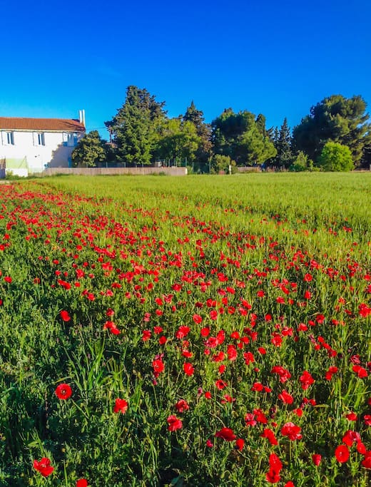 La situation géographique du domaine permet d'accéder au calme, à l'espace et à la beauté de la nature. Si vous appréciez les soirées qui se prolongent entre amis ou en familles, c'est la maison qu'il vous faut sans voisins qui pourraient se plaindre du bruit .