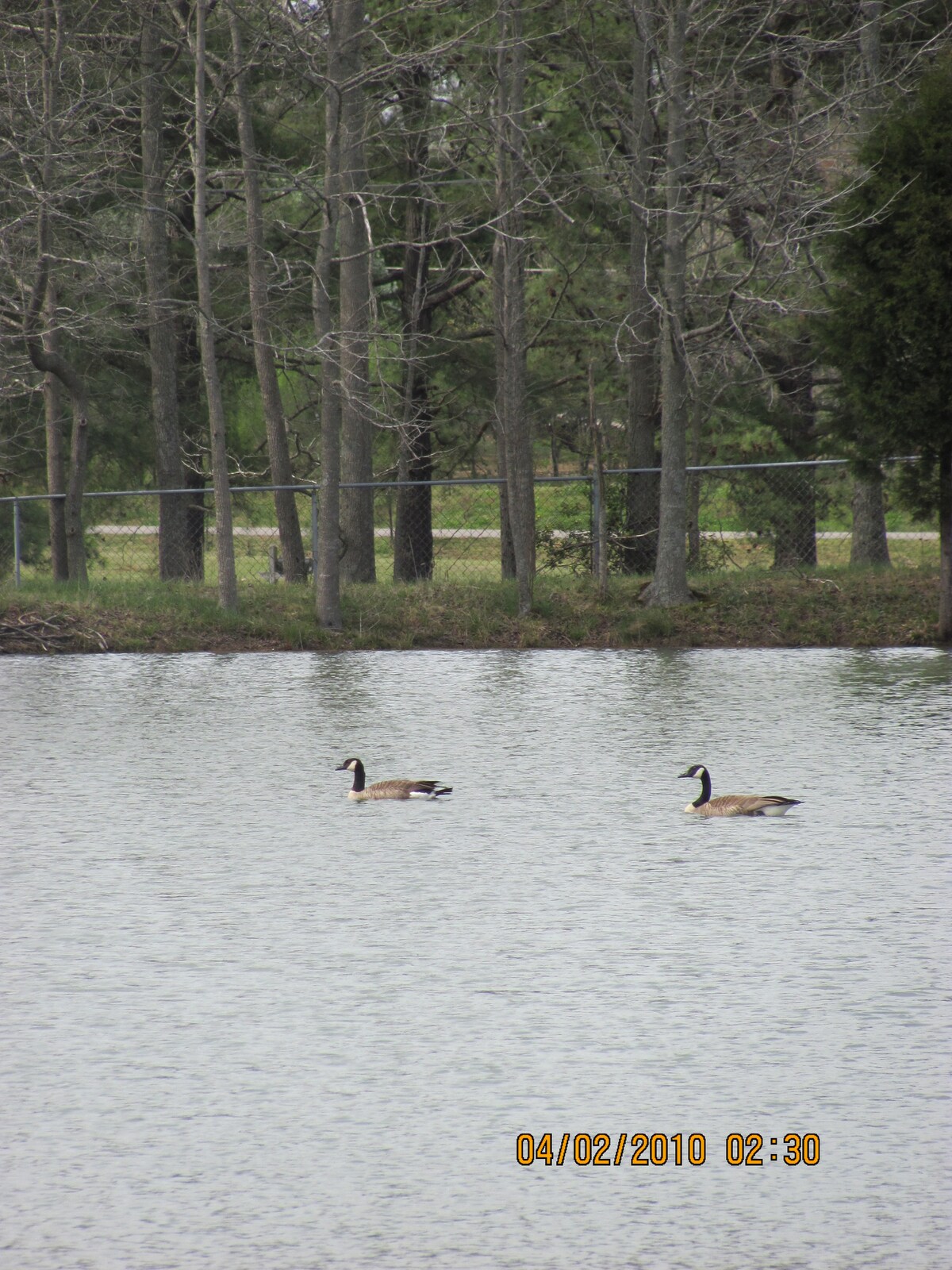 Geese on the pond at The Farm at St. Florian in Saint Florian