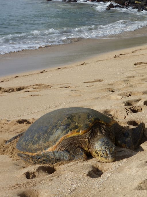 Turtle visit