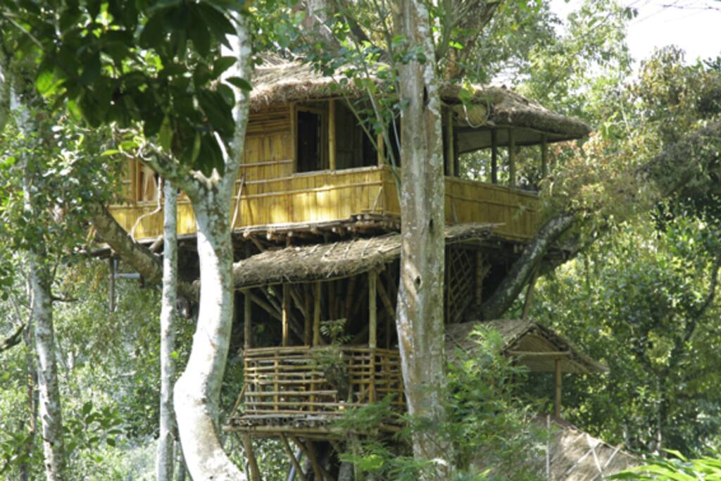 Tree house