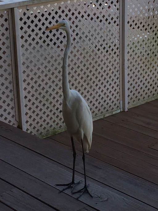This fellow is visiting us on the beach house porch -- a great egret, I think. (July 2016)